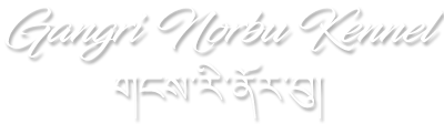 GANGRI NORBU KENNEL