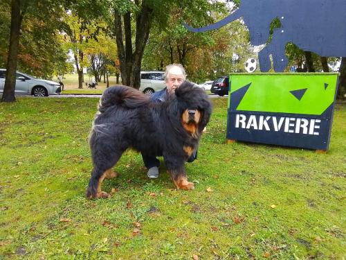 Rahvuslik kõikide tõugude näitus Rakveres, 07.10.2023, Kohtunik Andrzej Szutkewich (Poola), SP, 1koht, SK, PE3