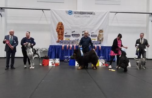 Kõikide tõugude rahvuslik näitus Rakveres 06.04.2024,Kohtunik: Simon Rooney (Iirimaa)GangriNorbu Om Arya Tsempion klass SP, I koht, SK, PE1, TP, 2rühma BIS2