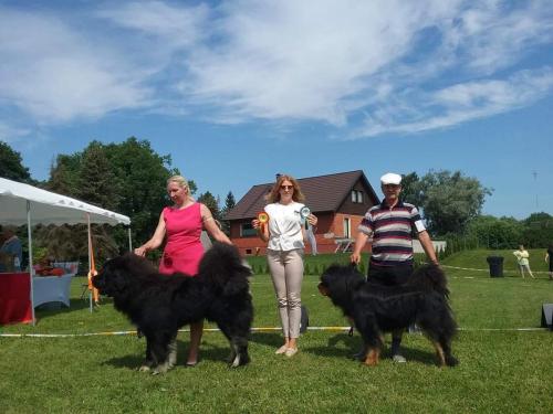 Imavere Rahvusvaheline Koertenäitus 02.07.2022,Kohtunik Polina Simic (Serbia), GangriNorbu Om Arya, Tšempion klass, SP, SK, I koht, CACIB, VSP