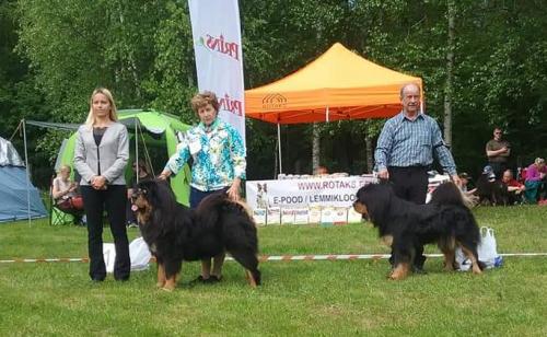 Mastifite XXIV Erinäitus Luigel 05.06.2022, Kohtunik Sunica Lazic (Serbia) GangriNorbu Om Arya SP, SK, II koht VSP