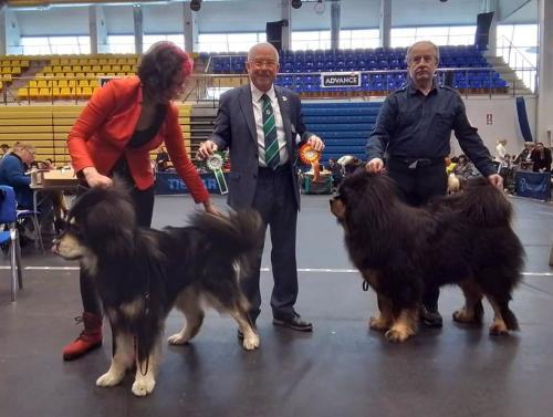 Kõikide tõugude rahvuslik näitus Rakveres 06.04.2024,Kohtunik: Simon Rooney (Iirimaa)GangriNorbu Om Arya Tsempion klass SP, I koht, SK, PE1, TP, 2rühma BIS2