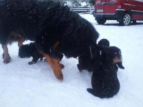 Gangri Norbu kennel