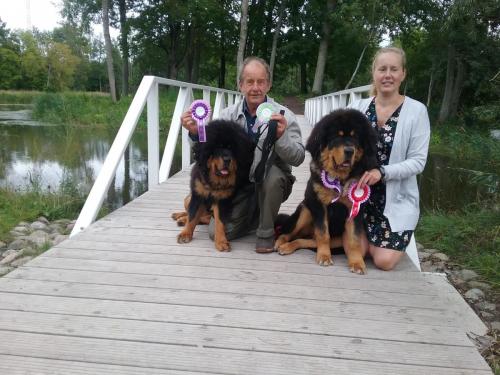 Haapsalu Rahvuslik Koertenäitus 26.08.2018. Kohtunik Nina Karlsdotter Rootsi. Kutsikaklass:  GangriNorbu Om Amos, TPK (vasakul); GangriNorbu Om Arya,  VSPK , EAH (paremal)