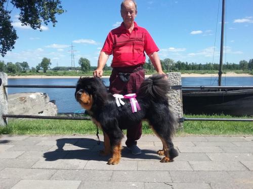 Kõikide tõugude näitus Rusne Vasara 19 23.06.2019kohtunik Elena AgafonovaJuunior klassGangriNorbu Om Arya 1place,Very promising, JN, Excellent,BOB. 