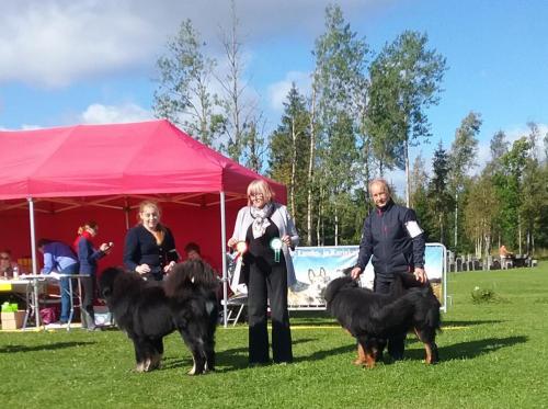 FCI 1 ja 2 rühma näitus. Pürenee mäestikukoerte erinäitus Tagadil,13.09.2020. Kohtunik Dina Korna (Eesti), SKYLIT TSO TURETšempion klassSP, SK, I koht, PE I , VSP