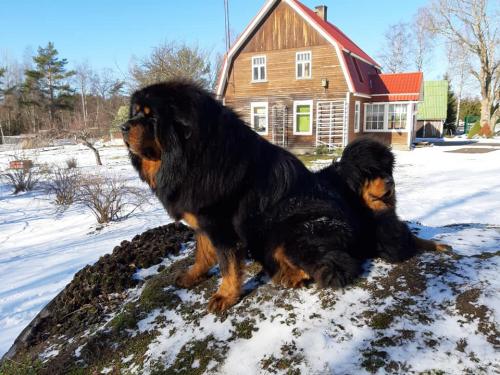 Gangri Norbu kennel