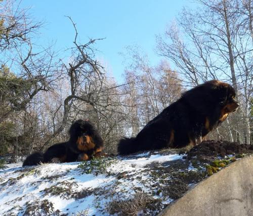 Gangri Norbu kennel