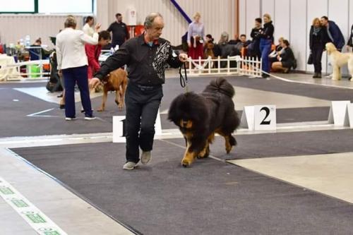 08.03.2020 Vilnius Cup, Kohtunik Natali Lychkovskaja (Valgevene), Avaklass, GangriNorbu Om Arya Excellent, LT CAC, CACIB, N, BOS