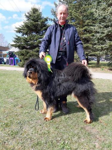 Läti Rahvuslik Kõikide Tõugude NäitusReto Trophy 2019, 21.04.2019. Kohtunik Anna Rogowska (Poola), Juunior klassGangri Norbu Om Arya 1 koht, Suurepärane, Junior CAC