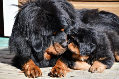 Gangri Norbu kennel