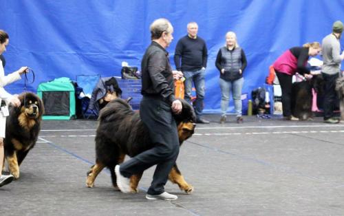 GangriNorbu Om Arya, Rahvuslik koertenäitus Narva Winter Cup 2019, Kohtunik: Torsten Lemmer (Bulgaaria), Juunior klass, Ex.  II koht, JunCAC 