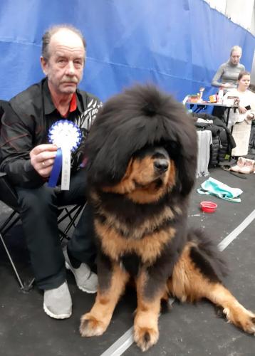 GangriNorbu Om Arya, Rahvuslik koertenäitus Narva Winter Cup 2019, Kohtunik: Torsten Lemmer (Bulgaaria), Juunior klass, Ex.  II koht, JunCAC 