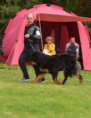 Rahvusvaheline koertenäitus Balti Võitja 2021. Kohtunik Lazlo Erdös (Ungari), GangriNorbu Om Arya, tšempion klass SP, SK, III koht, PE3